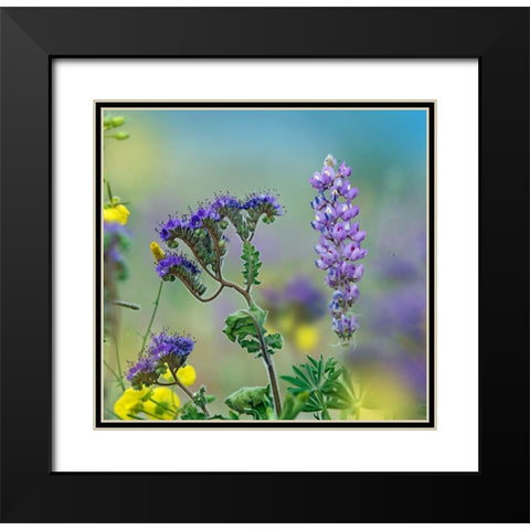 Blue Phacelia and Desert Lupine Black Modern Wood Framed Art Print with Double Matting by Fitzharris, Tim