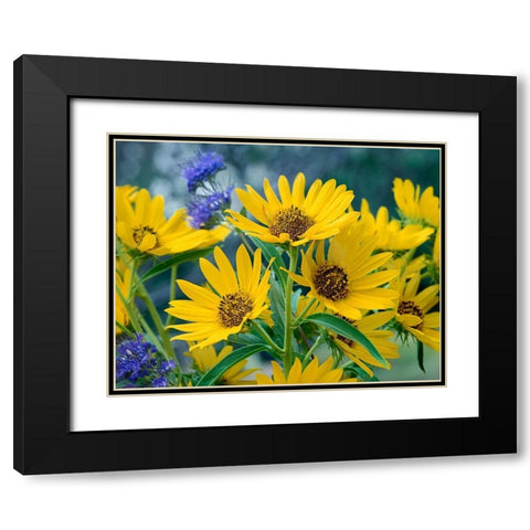 Maximillian Sunflowers Black Modern Wood Framed Art Print with Double Matting by Fitzharris, Tim