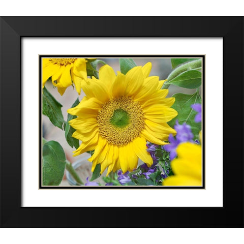 Sunflowers Black Modern Wood Framed Art Print with Double Matting by Fitzharris, Tim