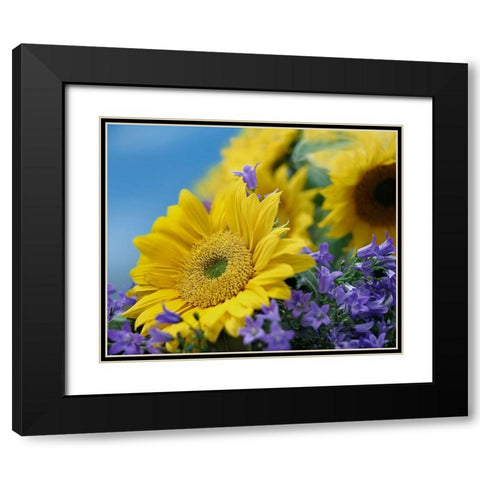 Sunflowers and Campanula Black Modern Wood Framed Art Print with Double Matting by Fitzharris, Tim