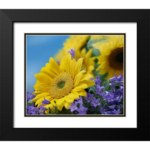 Sunflowers and Campanula Black Modern Wood Framed Art Print with Double Matting by Fitzharris, Tim