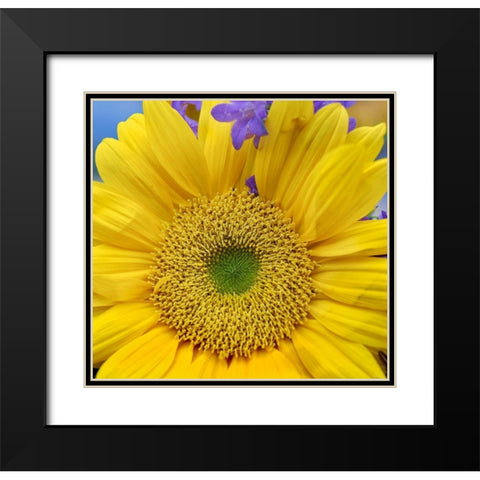 Sunflowers  Black Modern Wood Framed Art Print with Double Matting by Fitzharris, Tim