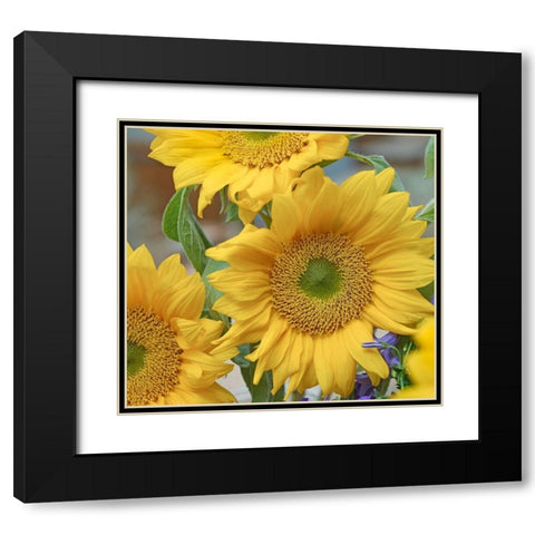 Sunflowers Black Modern Wood Framed Art Print with Double Matting by Fitzharris, Tim