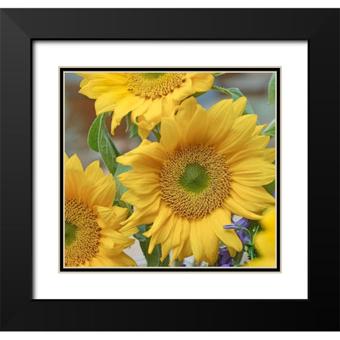 Sunflowers Black Modern Wood Framed Art Print with Double Matting by Fitzharris, Tim