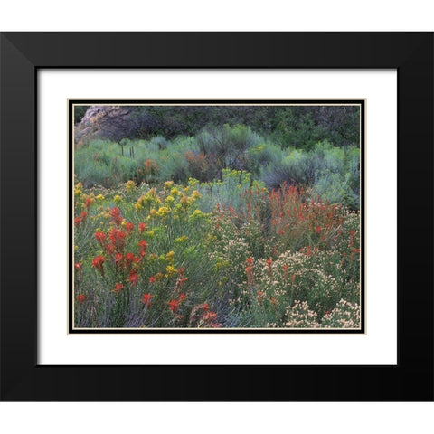 Indian Paintbrushes and Chamisas Black Modern Wood Framed Art Print with Double Matting by Fitzharris, Tim