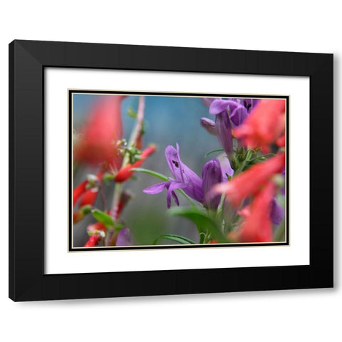 Rocky Mountain and Firecracker Penstemons Black Modern Wood Framed Art Print with Double Matting by Fitzharris, Tim