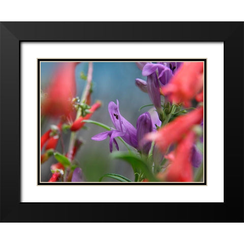 Rocky Mountain and Firecracker Penstemons Black Modern Wood Framed Art Print with Double Matting by Fitzharris, Tim