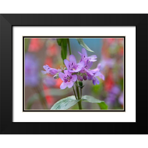 Blue Mist Penstemon Black Modern Wood Framed Art Print with Double Matting by Fitzharris, Tim