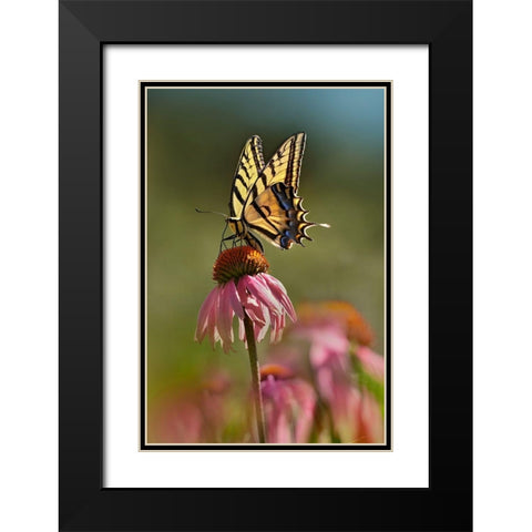 Two Tailed Swallowtail Butterfly on Purple Coneflower Black Modern Wood Framed Art Print with Double Matting by Fitzharris, Tim