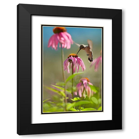 Black Chinned Hummingbird Black Modern Wood Framed Art Print with Double Matting by Fitzharris, Tim