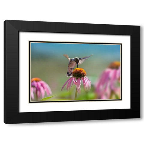 Black Chinned Hummingbird on Purple Coneflower Black Modern Wood Framed Art Print with Double Matting by Fitzharris, Tim