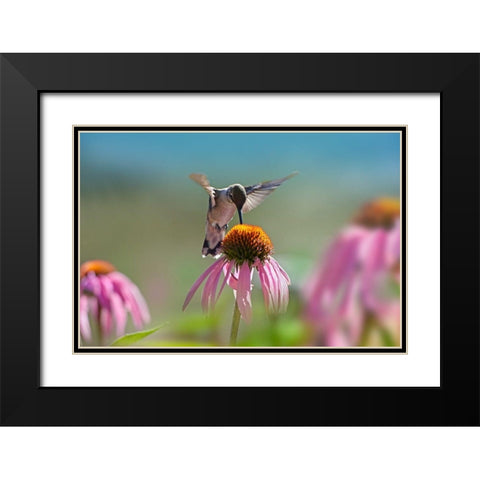 Black Chinned Hummingbird on Purple Coneflower Black Modern Wood Framed Art Print with Double Matting by Fitzharris, Tim