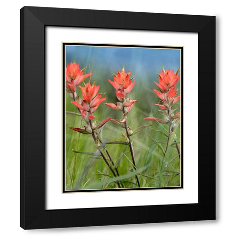 Indian Paintbrushes Black Modern Wood Framed Art Print with Double Matting by Fitzharris, Tim