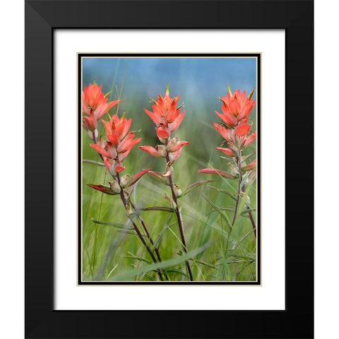 Indian Paintbrushes Black Modern Wood Framed Art Print with Double Matting by Fitzharris, Tim