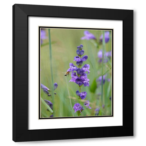 Rocky Mountain Penstemon Black Modern Wood Framed Art Print with Double Matting by Fitzharris, Tim