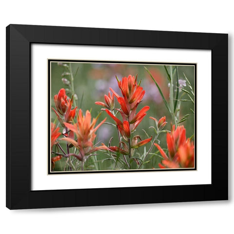 Indian Paintbrushes Black Modern Wood Framed Art Print with Double Matting by Fitzharris, Tim