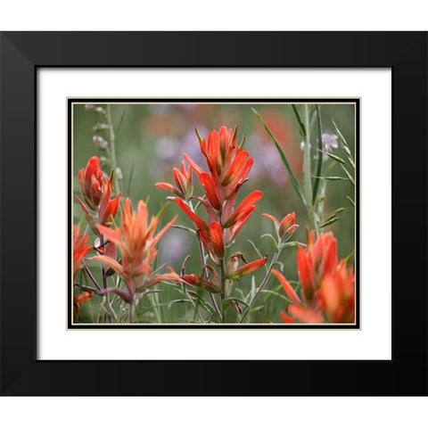 Indian Paintbrushes Black Modern Wood Framed Art Print with Double Matting by Fitzharris, Tim