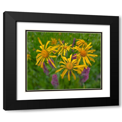 Orange Sneezeweeds Black Modern Wood Framed Art Print with Double Matting by Fitzharris, Tim