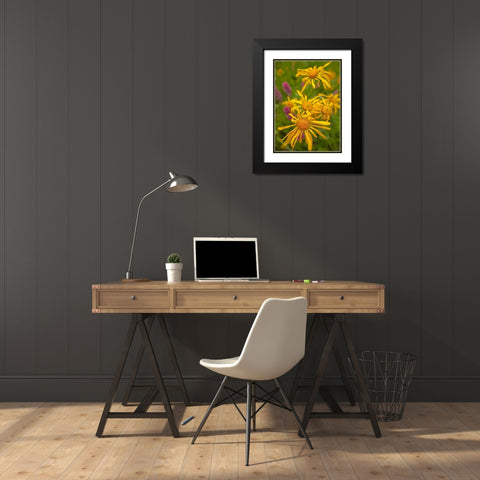 Orange Sneezeweeds Black Modern Wood Framed Art Print with Double Matting by Fitzharris, Tim