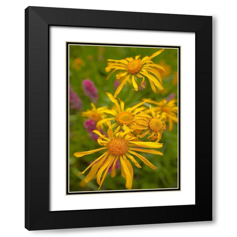 Orange Sneezeweeds Black Modern Wood Framed Art Print with Double Matting by Fitzharris, Tim