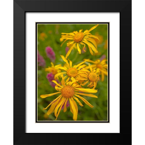 Orange Sneezeweeds Black Modern Wood Framed Art Print with Double Matting by Fitzharris, Tim