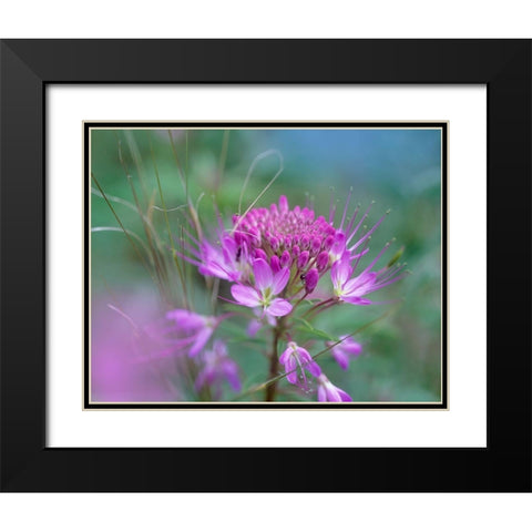 Rocky Mountain in Beeplant Flower with Ant Black Modern Wood Framed Art Print with Double Matting by Fitzharris, Tim