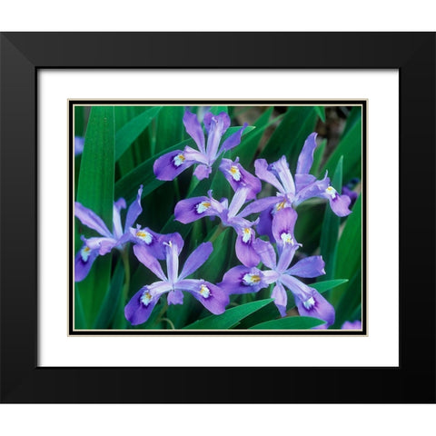 Crested Dwarf Iris Black Modern Wood Framed Art Print with Double Matting by Fitzharris, Tim