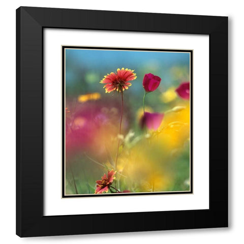 Indian Blanket and Wine-cups Black Modern Wood Framed Art Print with Double Matting by Fitzharris, Tim