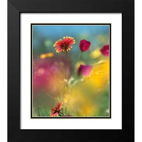 Indian Blanket and Wine-cups Black Modern Wood Framed Art Print with Double Matting by Fitzharris, Tim