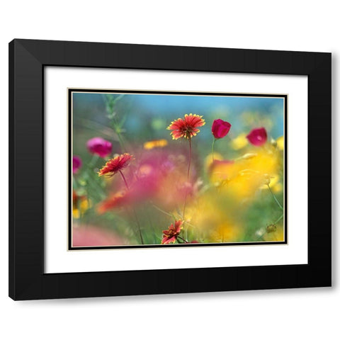 Indian Blanket and Wine-cups Black Modern Wood Framed Art Print with Double Matting by Fitzharris, Tim