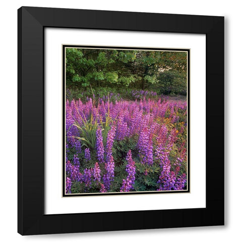 Lupines at West Beach Black Modern Wood Framed Art Print with Double Matting by Fitzharris, Tim