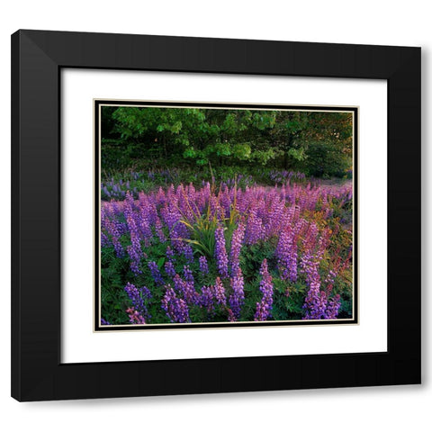 Lupines at West Beach Black Modern Wood Framed Art Print with Double Matting by Fitzharris, Tim