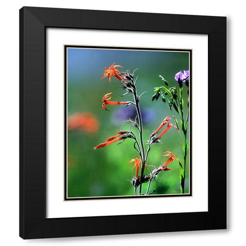 Scarlet Gilia and Blue Flax Black Modern Wood Framed Art Print with Double Matting by Fitzharris, Tim