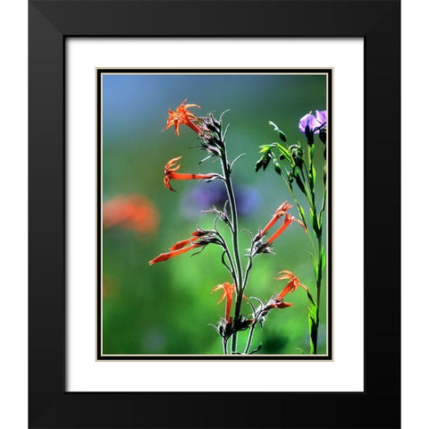 Scarlet Gilia and Blue Flax Black Modern Wood Framed Art Print with Double Matting by Fitzharris, Tim