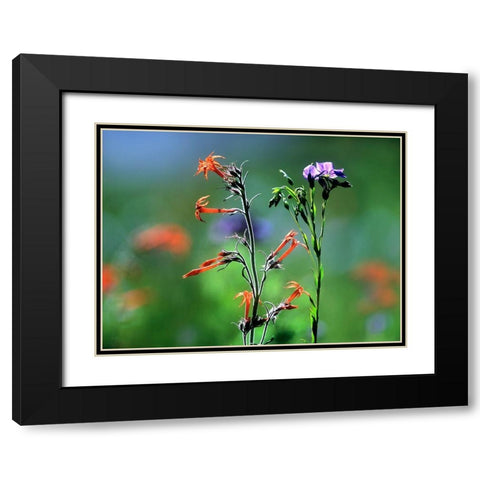 Scarlet Gilia and Blue Flax Black Modern Wood Framed Art Print with Double Matting by Fitzharris, Tim