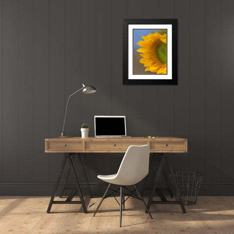 Sunflower Black Modern Wood Framed Art Print with Double Matting by Fitzharris, Tim