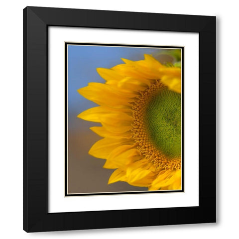 Sunflower Black Modern Wood Framed Art Print with Double Matting by Fitzharris, Tim