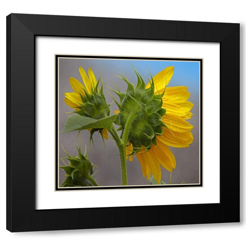 Sunflower Black Modern Wood Framed Art Print with Double Matting by Fitzharris, Tim