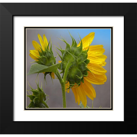 Sunflower Black Modern Wood Framed Art Print with Double Matting by Fitzharris, Tim