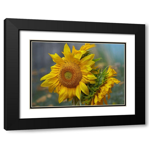 Sunflowers Black Modern Wood Framed Art Print with Double Matting by Fitzharris, Tim