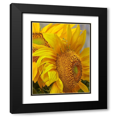 Sunflowers Black Modern Wood Framed Art Print with Double Matting by Fitzharris, Tim