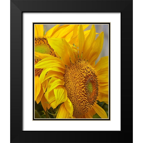 Sunflowers Black Modern Wood Framed Art Print with Double Matting by Fitzharris, Tim