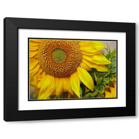 Sunflowers Black Modern Wood Framed Art Print with Double Matting by Fitzharris, Tim