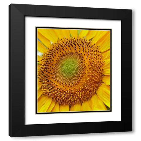 Sunflowers Black Modern Wood Framed Art Print with Double Matting by Fitzharris, Tim