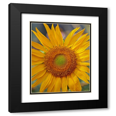 Sunflowers Black Modern Wood Framed Art Print with Double Matting by Fitzharris, Tim