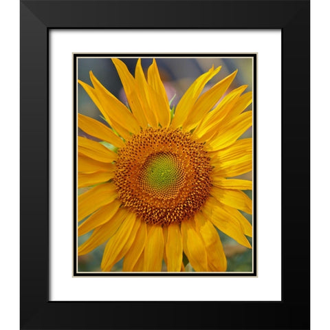 Sunflowers Black Modern Wood Framed Art Print with Double Matting by Fitzharris, Tim