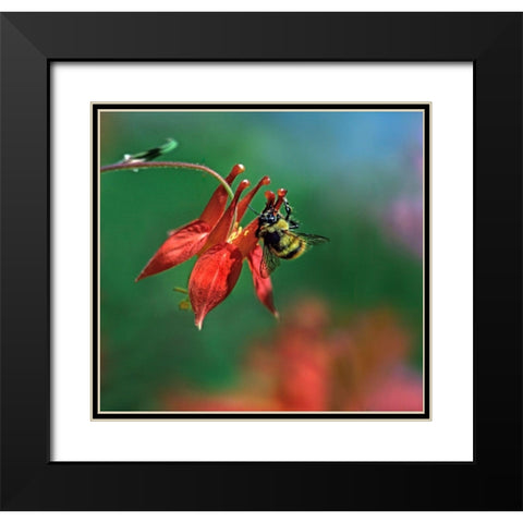 Bee on Wild Columbine Black Modern Wood Framed Art Print with Double Matting by Fitzharris, Tim