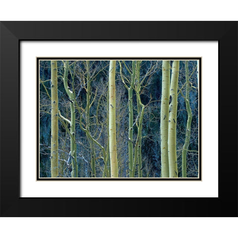 Aspen Trunks Black Modern Wood Framed Art Print with Double Matting by Fitzharris, Tim