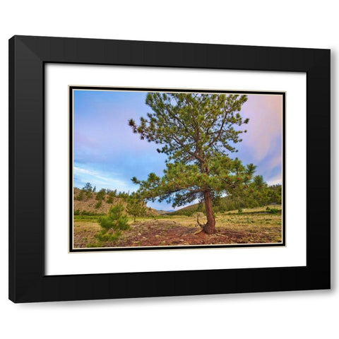 Pine Tree-Cochetopa Hills-Rio Grande National Forest Black Modern Wood Framed Art Print with Double Matting by Fitzharris, Tim