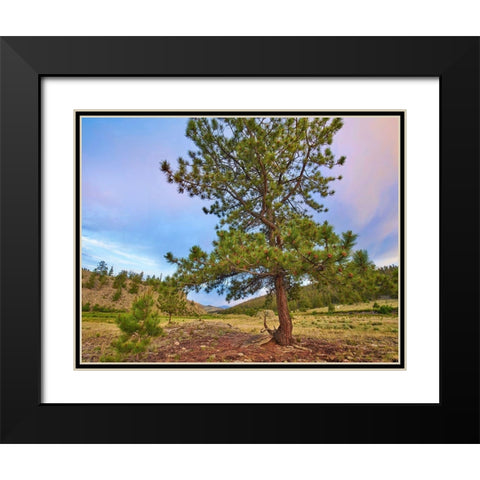 Pine Tree-Cochetopa Hills-Rio Grande National Forest Black Modern Wood Framed Art Print with Double Matting by Fitzharris, Tim